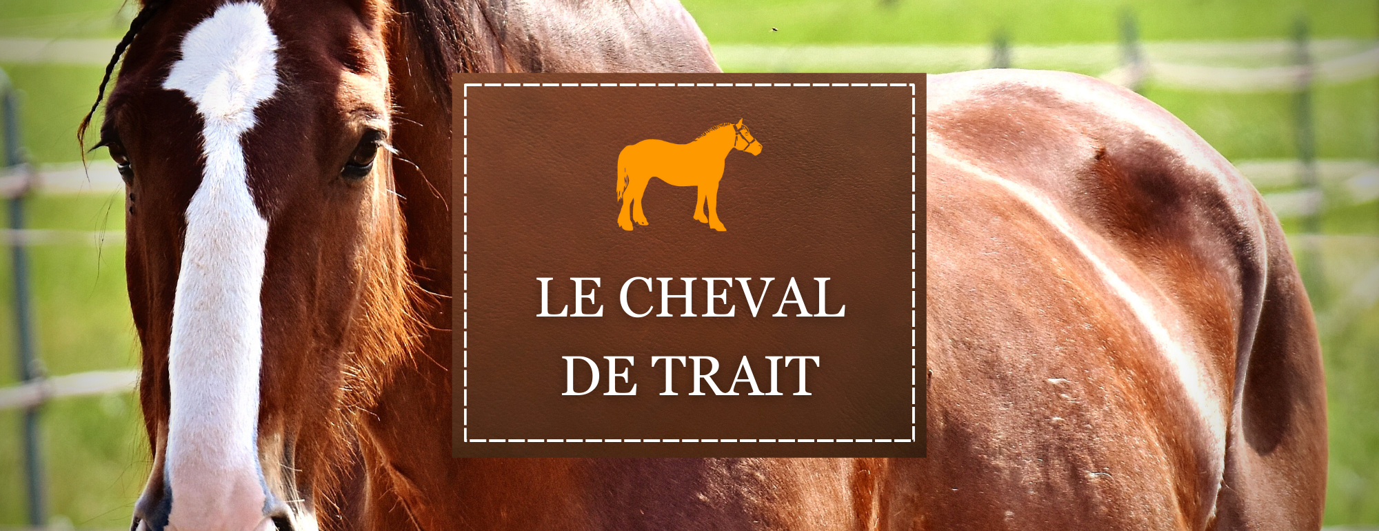 Le cheval de trait Sellerie CPNB1